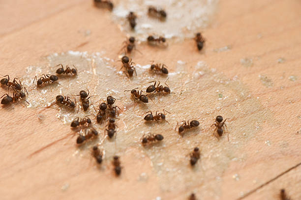 Best Pest Inspection Near Me  in Lonaconing, MD