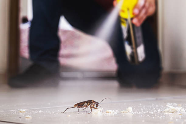 Best Spider Control Near Me  in Lonaconing, MD